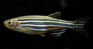 Gran utilidad del pez cebra por su semejanza con el humano - Gaceta UNAM