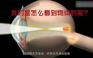 视觉的产生与传导