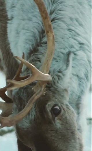 Reindeer – The Majestic Caribou of the Arctic