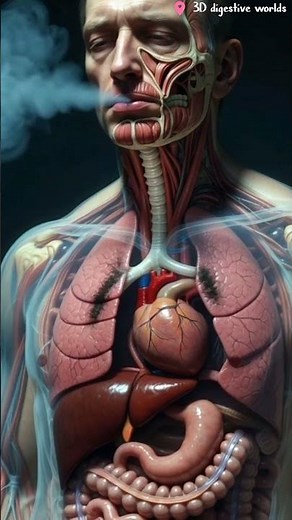This Is What One Puff Does to Your Lungs – 3D digestive world.#shorts