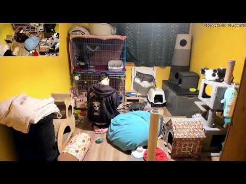 kittens and mead Live Stream