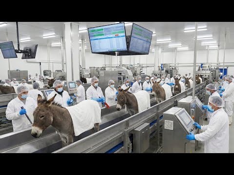 Inside the Modern Donkey Factory _ From Farming to Meat, Milk _ Leather Processing – Full Process