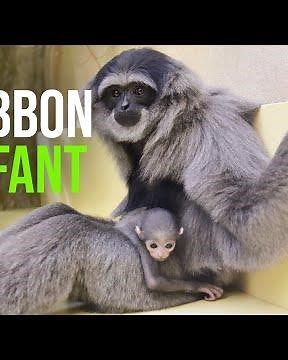 Snuggles For Baby Silvery Gibbon