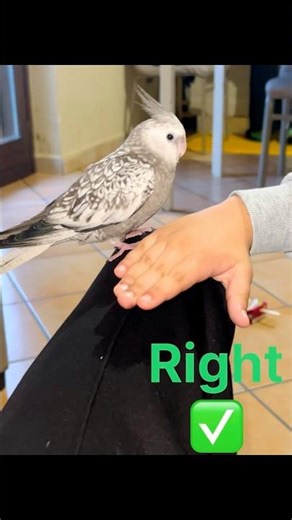 How to Properly Handle Your Cockatiel: The ✅Right vs. Wrong❌Way!😉 #shorts #parrot #cockatiel