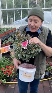1K views · 39 reactions | A dwarf evergreen shrub with cream and green foliage in summer turning red and purple in winter .In spring this neat evergreen shrub is covered with red flowers .Ideal shrub for pots beds or rockeries! All Ireland delivery Available on webshop,Link in bio https://pergolanurseries.ecwid.com/ Pergola Nurseries Garden Corner Virginia,Co Cavan A gardeners oasis of quality plants Open Mon-Sat 9-6 Sun2-6 | Pergola Nurseries Garden Corner | Facebook