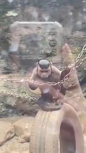Recently, a monkey with a square face in a China zoo brought a lot of joy to the internet. I feel like it is going through a bit of an identity crisis here😂. #zoo #monkey #animal | iChongqing