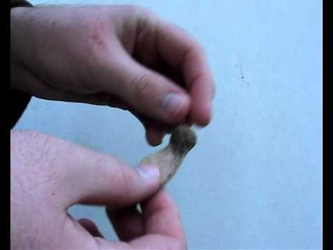 Helicopter Seed Dispersal - Tipuana tipu Samara