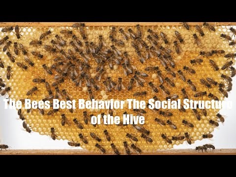 The Bees Best Behavior The Social Structure of the Hive