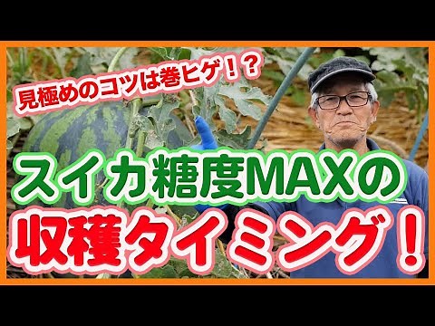 家庭菜園や農園のスイカ栽培で糖度MAX！！ポイントは巻ヒゲ！？収穫時期の見極め方とスイカの育て方を解説！【農家直伝】Tips for harvesting watermelon cultivation