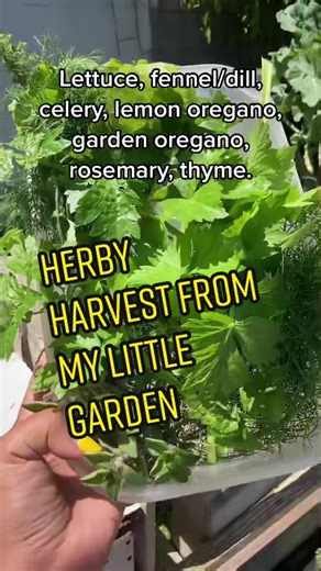 Picked all the spinach yday for a breakfast meal. Today we did the rest of the herbs 🌿. Which is your fave? @mzanziorganics @paradisenursery2021 #capetowngardens #fypwesterncapesouthafrica #gardeningsouthafrica