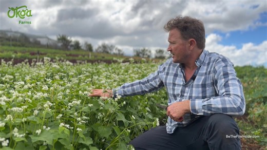Discover the sustainable magic of intercropping at Oko'a Farms, where buckwheat serves as a powerhouse cover crop nestled between herbs like dill, basil, oregano, rosemary, thyme, sage, arugula, and radishes. This fast-growing wonder attracts buzzing bees with its nectar, outcompetes pesky weeds, and gets mowed down to enrich the soil as green manure—boosting microbes, conserving moisture, and nurturing future crops for a thriving ecosystem. By prioritizing soil health, Oko'a Farms ensures vibra