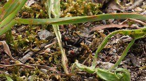 Macro shot of two mating flies on a earthy ground in a forest | Premium Stock Video Footage
