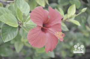 Common Hibiscus Problems {Explained!} — Plants & House