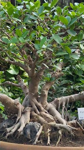Ficus Bonsai Transformation #Shorts #bonsai