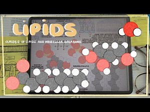 Lipid Categorization: Glycerolipids, Phospholipids, & Sphingolipids