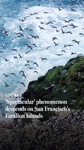 SFGATE | California's largest news site | Footage captured by biologists Jim Tietz and Nick Hoffman in late November shows a spectacular winter phenomenon. Thousands of seabirds... | Instagram