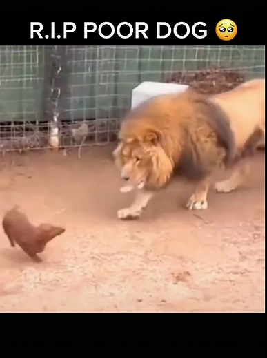 Lion vs Dog: Animal Fight Compilation