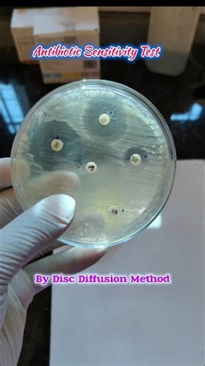 Antibiotics Sensitivity Test #microbiology #bacteriology #sensitivity#mrsa #betalactams #carbapenem