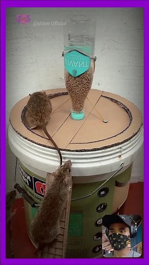 Amazing DIY rat trap with plastic bucket 🐀 😲 #mouse #rat #trap #bucket