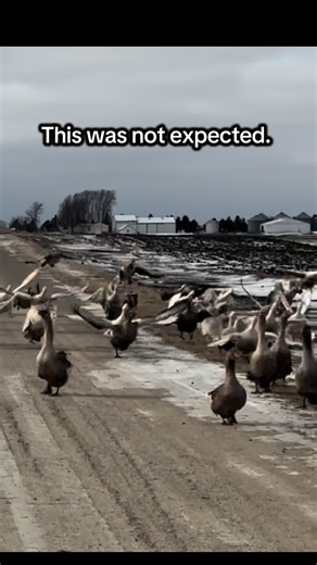 Geese in Flight: Premium Feeding Effects Revealed