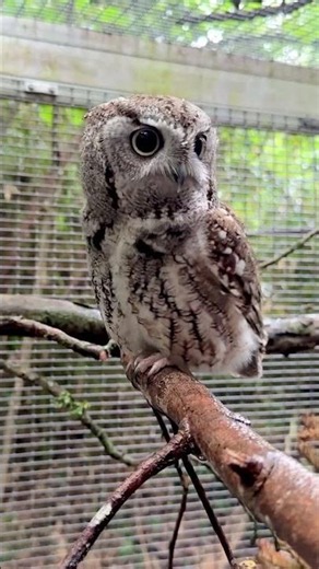 Screech owl Birthday