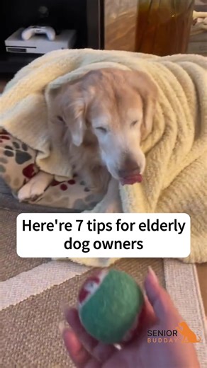 7 must-know tips for elderly dog owners! From specialized diets to comfortable bedding and joint support, prioritize their well-being to ensure a happy and healthy life. #doglife #dogcare #dogoftheday #ilovemydog #doglover #dogmom #olddogsrule #olddogsrock #olddogsarethebestdogs #frostyface #seniordoglove #seniordogsrock #seniordogsofig #seniordoglove #seniordogsarethebest #seniordoglife #olddog | Senior Budday