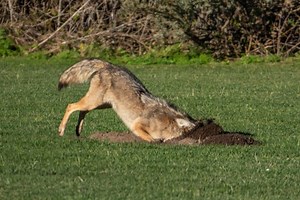Do Coyotes Dig Holes? (All About Their Digging Behavior)
