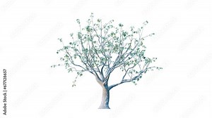 Trees grow from small to big. Growing tree on transparency background. 3D realistic summer tree. Wind blowing leaves moving. Stock Video