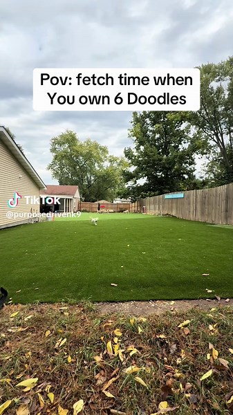 Effective Group Exercise for Multiple Dogs