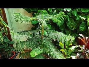 Christmas Tree Care and Propagation || How to Grow and Care Araucaria || Fun Gardening