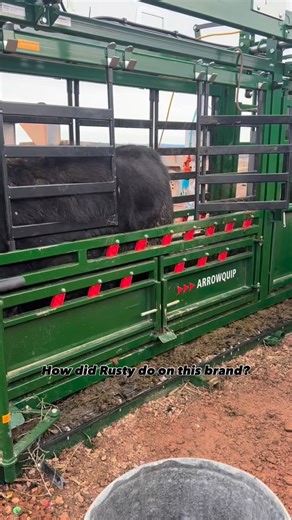 A brand is a permanent form of identification on cattle. It’s used to prove ownership, deter theft, and make sure cattle can always be traced back to the right outfit. Unlike tags or collars, a hot iron brand doesn’t fall out or fade away over time, which is why it’s still widely used across the West. Branding has been a part of ranching for generations. When it’s done correctly, it’s quick, effective, and serves a real purpose in managing and protecting livestock. Whether you love it or hate it