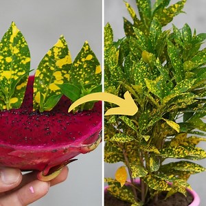 Grow plants using dragon fruits to propagate | Great DIY Idea