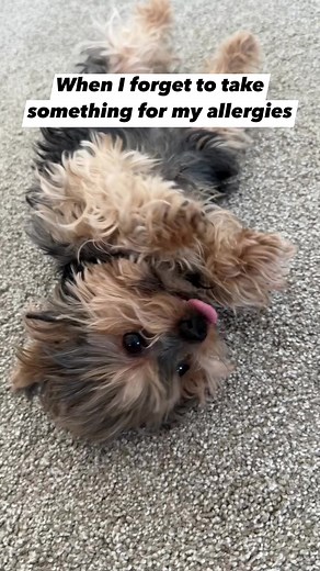 19K views · 369 reactions | Adorable Yorkie sneeze | The Tus House | Facebook