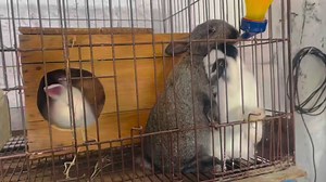 10K views · 574 reactions | Ab Bakri Ka Ghee Pakistan Ma Be Mela Ga 0313-7174113 #goatlandfarms | Goat Land Farms | Facebook