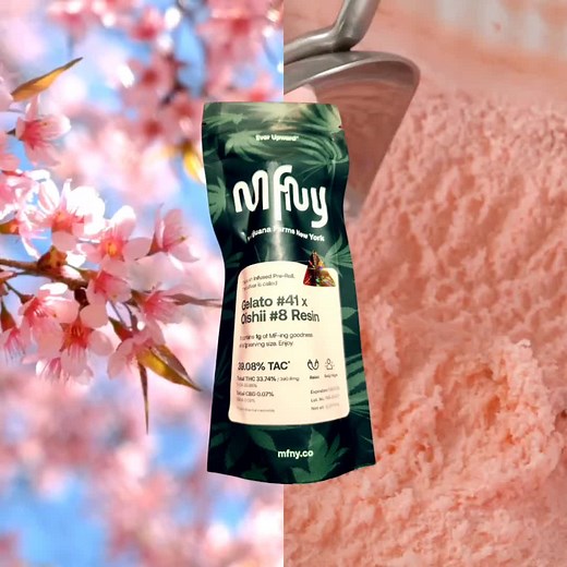 Review: MFNY Infused Preroll - Gelato #41 and Oishii #8 The @MFNY infused preroll blending Gelato #41 and Oishii #8 strains offers a delightful fusion of flavors and effects. Strain History: Gelato #41: Originating from the legendary Cookie Family, Gelato #41 is a hybrid strain renowned for its sweet and fruity aroma with hints of earthiness. Its lineage includes Sunset Sherbet and Thin Mint GSC, creating a potent and well-balanced high. Oishii #8: Oishii means delicious in Japanese. This strain