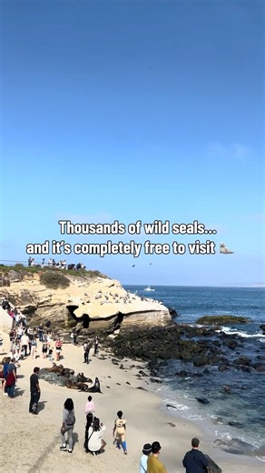 One of California’s Best FREE Wildlife Experiences! 🦭🇺🇸