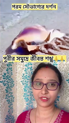 The sight of living conch shells in the sea of ​​Puri 🙏🙏