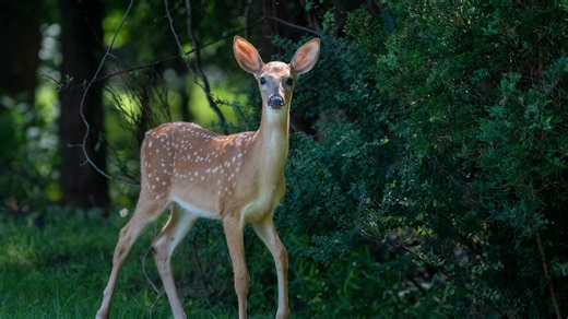 Unique bow and arrow deer culling to continue in Saddle River