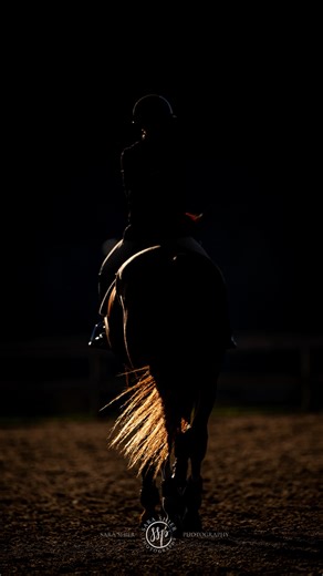 Sara Shier Photography on Instagram: "Mozart… Gregory… same same but different 🎶🐴 @stride.full"