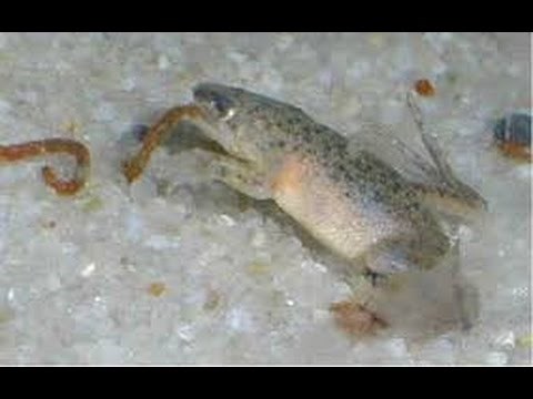 How To Feed African Dwarf Frogs Works 100%