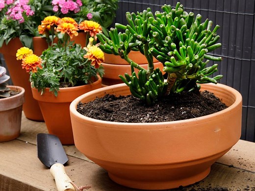 Find The Perfect Potting Mix For Your Plants  - Bunnings Australia