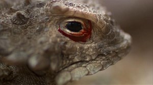 Are Lizards as Silent as They Seem?