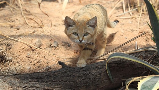 Meet The Sand Cat: One Of The Only Cats In The World That Barks Like A Dog