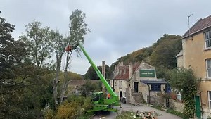 Cross Guns Avoncliff tree removal