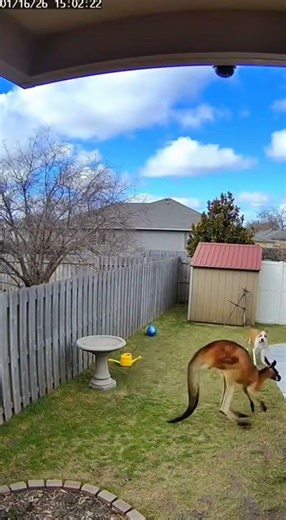 Security camera caught this today! #kangaroo #backyard #securitycamera