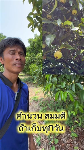 ▶️ ผลลัพธ์ที่น่า ประทับใจ ในผลิตภัณฑ์บีโกรว์ของเจเอสพี หลังจสกทำการฝังเข็มมังคุด 40 ต้น ปีนี้ ได้ผลผลิตก่อน ออกก่อน เก็บก่อน 👍 #ฝังเข็มมังคุด #มังคุดเงินล้าน