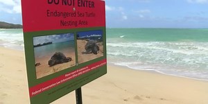 Overnight camping suspended at Bellows Beach to protect nesting honus
