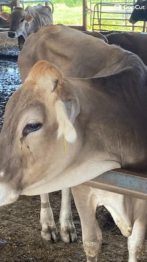The National Brown Swiss convention continues with a visit to Windmill Farm! | Dairy Agenda Today