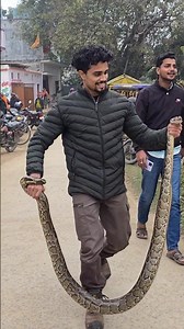 Python Snake rescue and release first time 🐍👏 #python #indianpython #snake #rescue #kingcobra