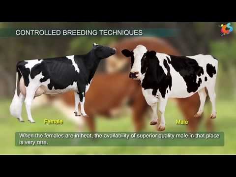 Controlled Breeding Techniques